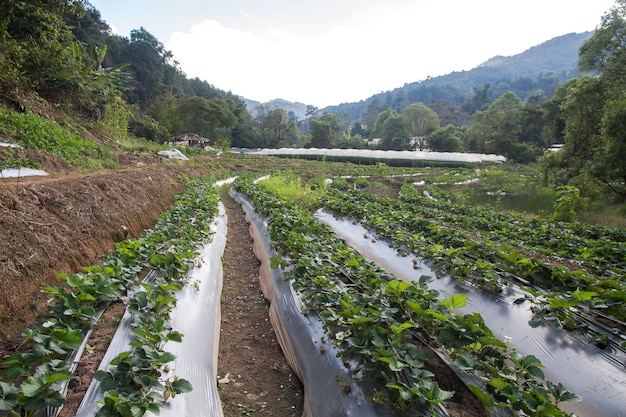 La fattoria di Stawberry usa l&#39;agricoltura di plastica sul formato quadrato