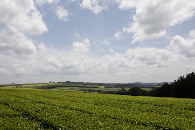 La fattoria di tè della contea di Kericho lascia campi in Kenya Africa orientale terreni agricoli piantagioni piante verdi