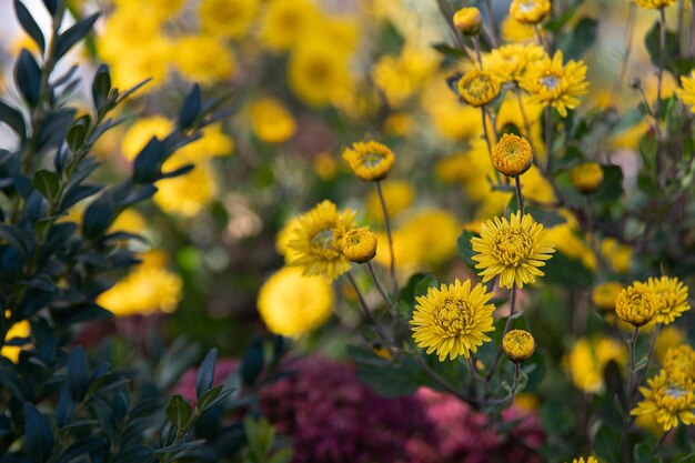 La fattoria è in fiore con coloratissimi crisantemi gialli e arancioni