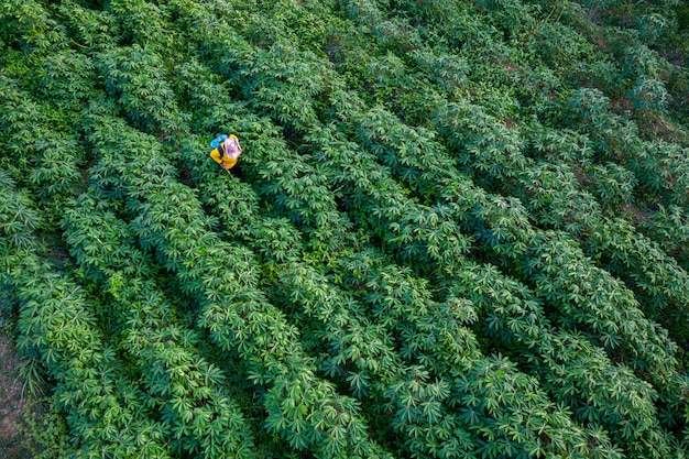 La fattoria e l&#39;agricoltore della tapioca stanno spruzzando l&#39;erba nelle terre agricole