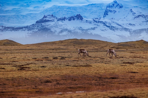 La fauna islandese vive nelle terre gelide della campagna artica, gli alci nelle maestose montagne innevate. Spettacolare gruppo di animali in uno scenario da paese delle meraviglie, natura straordinaria e alci.