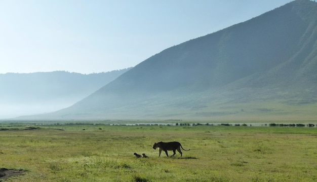 La fauna selvatica su un paesaggio erboso