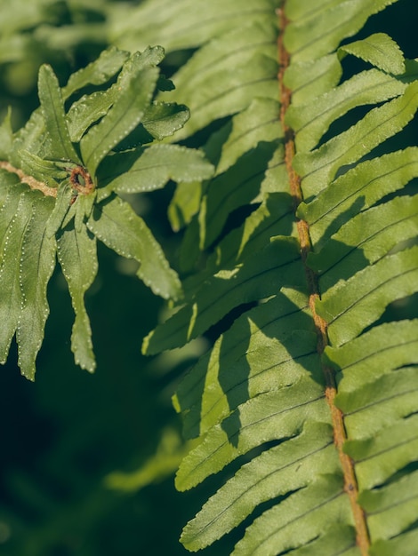 La felce verde del primo piano lascia la struttura in natura