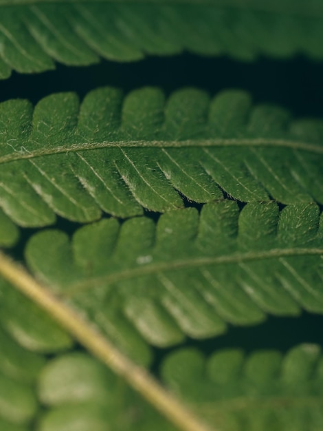 La felce verde del primo piano lascia la struttura in natura