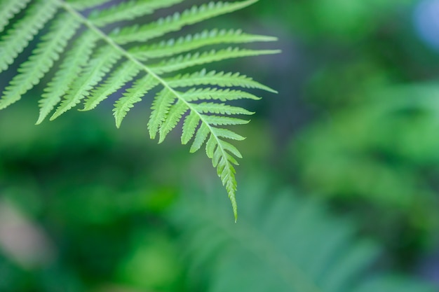 la felce verde lascia la priorità bassa