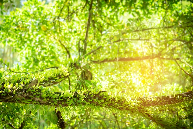 La felce verde lascia nella foresta