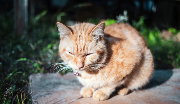 La felicità di Ginger tabby giovane gatto seduto sul pavimento di cemento in giardino al mattino