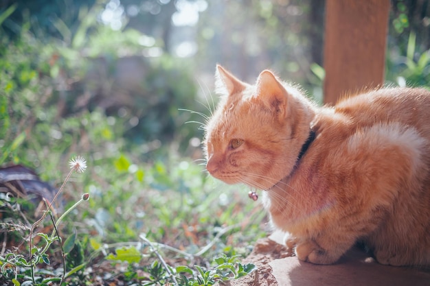 La felicità di Ginger tabby giovane gatto seduto sul pavimento di cemento in giardino con la mattina