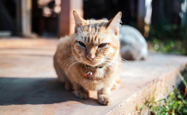 La felicità di Ginger tabby giovane gatto seduto sul pavimento di cemento in giardino con la mattina