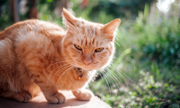 La felicità di Ginger tabby giovane gatto seduto sul pavimento di cemento in giardino