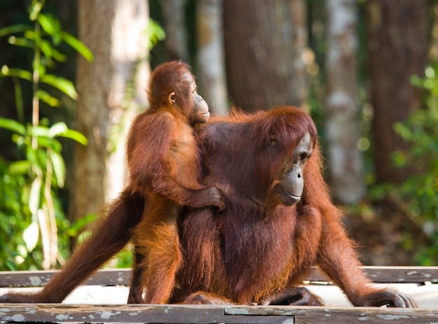 La femmina dell'orango con un bambino è seduta su una piattaforma di legno nella giungla. Indonesia. L'isola del Borneo (Kalimantan).