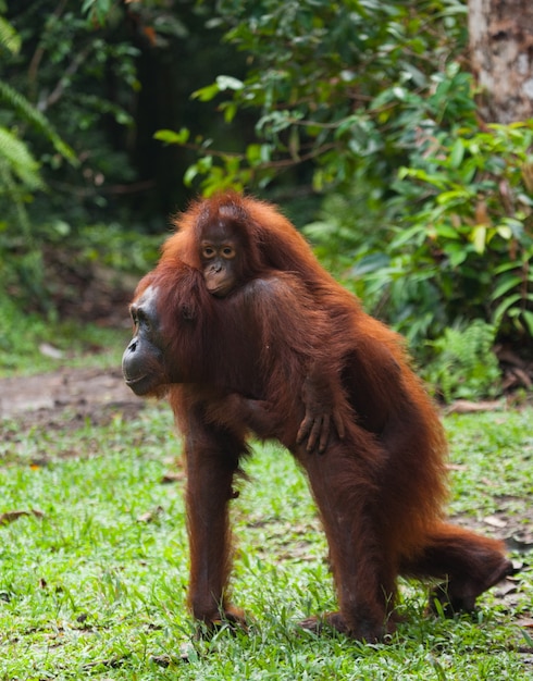 La femmina dell'orangutan con un bambino sta andando nella giungla lungo il percorso. Indonesia. L'isola del Borneo (Kalimantan).