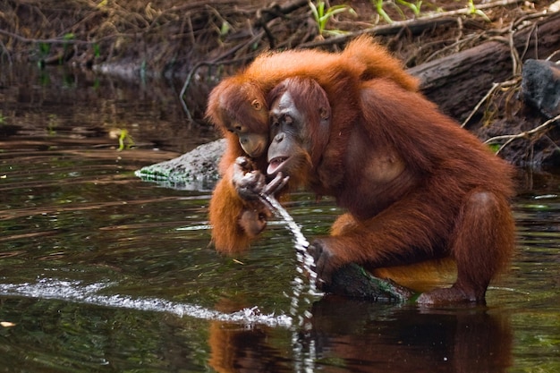 La femmina e il cucciolo di orango bevono acqua dal fiume nella giungla. Indonesia. L'isola di Kalimantan (Borneo).