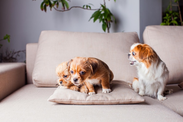 La femmina pechinese abbaia ai suoi cuccioli I tre adorabili cagnolini sul divano