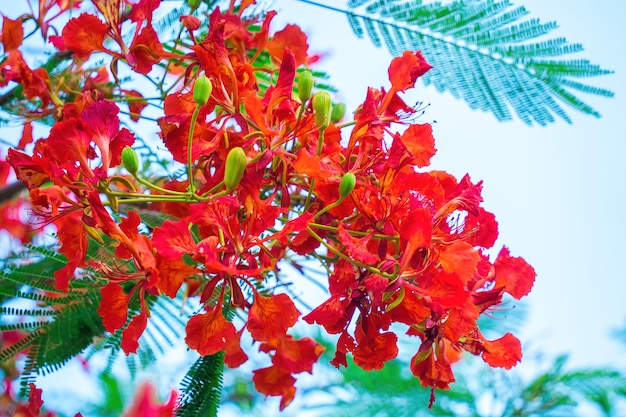 La fenice di Poinciana estiva è una specie di pianta da fiore che vive nei tropici o subtropicali Fiore dell'albero della fiamma rossa Royal Poinciana