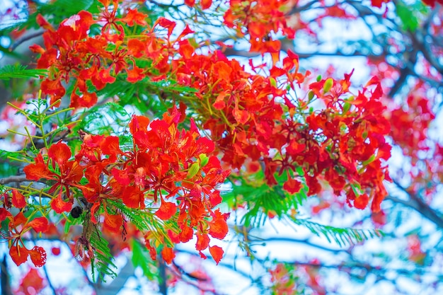 La fenice di Poinciana estiva è una specie di pianta da fiore che vive nei tropici o subtropicali Fiore dell'albero della fiamma rossa Royal Poinciana