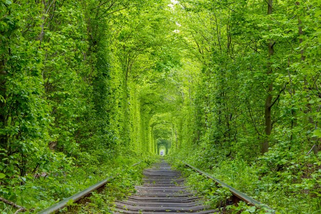 La ferrovia a binario unico attraversa fitti boschetti di foreste