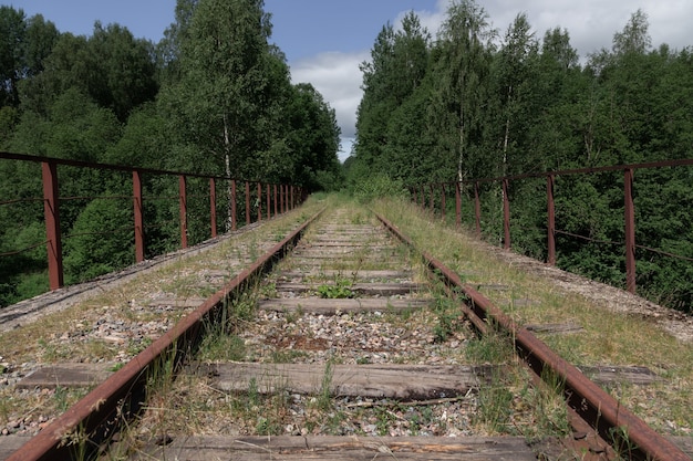 La ferrovia abbandonata ricoperta da erba e cespugli va in una foresta