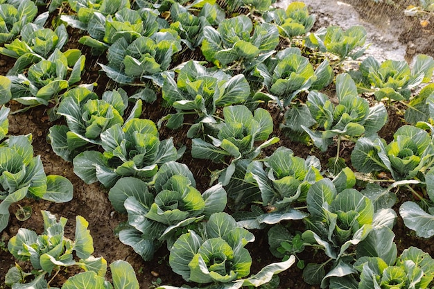 La fila di teste di cavolo verde cresce nel campo piantato all'inizio della primavera Alimentazione sana