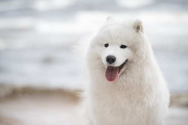 La fine della museruola del cane bianco Samoiedo su è sulla spiaggia del Mar Baltico