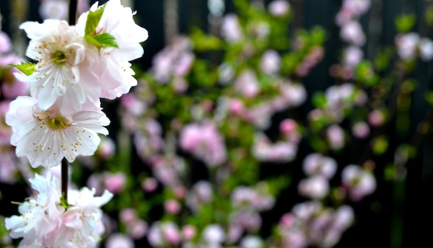 La fioritura dei ciliegi in primavera