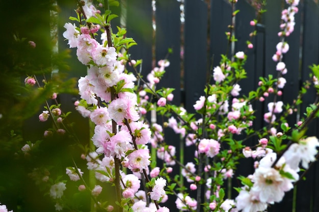 La fioritura dei ciliegi in primavera