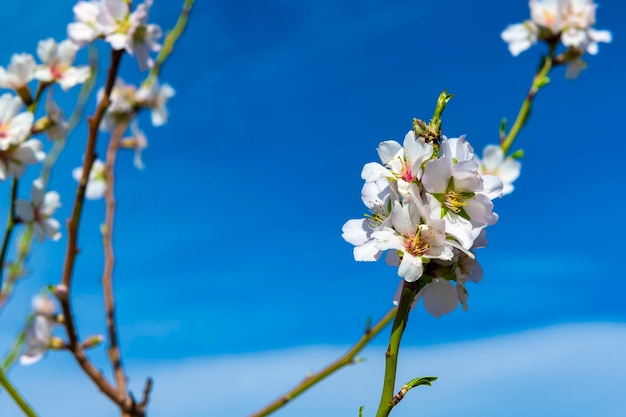 La fioritura del mandorlo annuncia l'arrivo della primavera Fotografia ad alta risoluzione