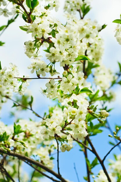 La fioritura della ciliegia fiorisce nel tempo di primavera contro il cielo blu