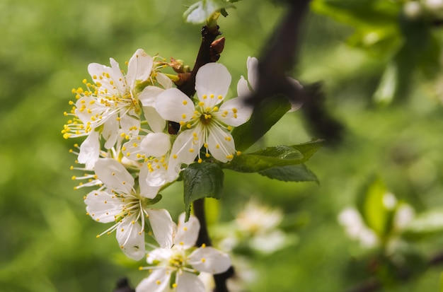 La fioritura della ciliegia o della prugna fiorisce nel tempo di primavera con le foglie verdi, macro.