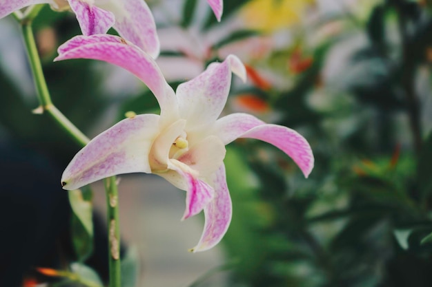 La fioritura di Dendrobium Bigibbum o Cooktown Orchid o Mauve Butterfly Orchid o lilla Purple Orchid si verifica in Indonesia