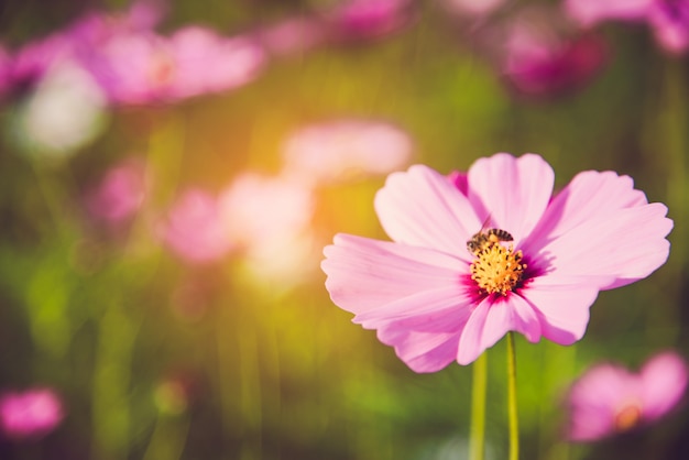 La fioritura rosa dell&#39;universo nel giardino è bella