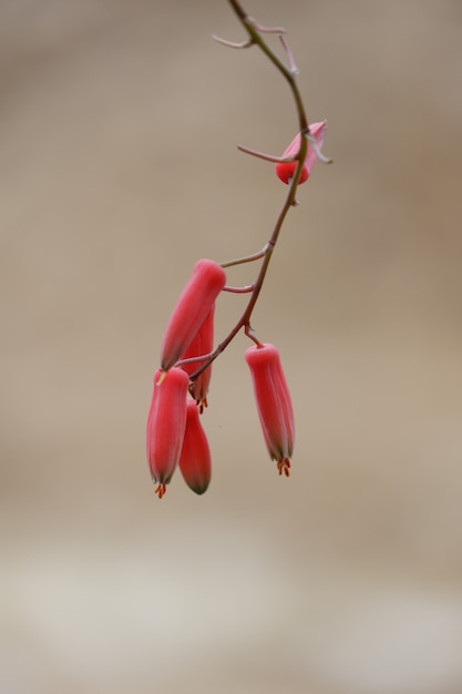 La fioritura rossa del fiore di aloe è piante succulente in natura