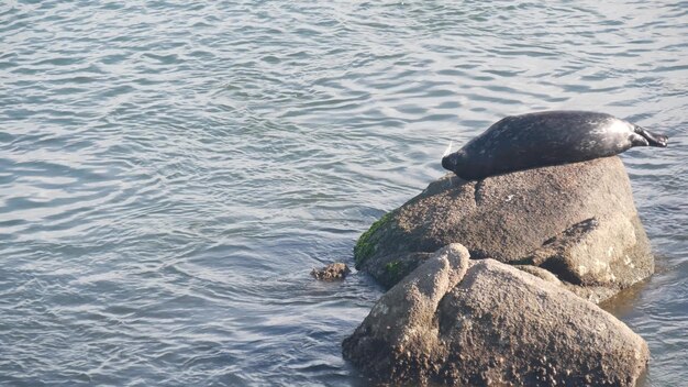 La foca maculata selvaggia dorme sul leone marino del porto pacifico della roccia che riposa california