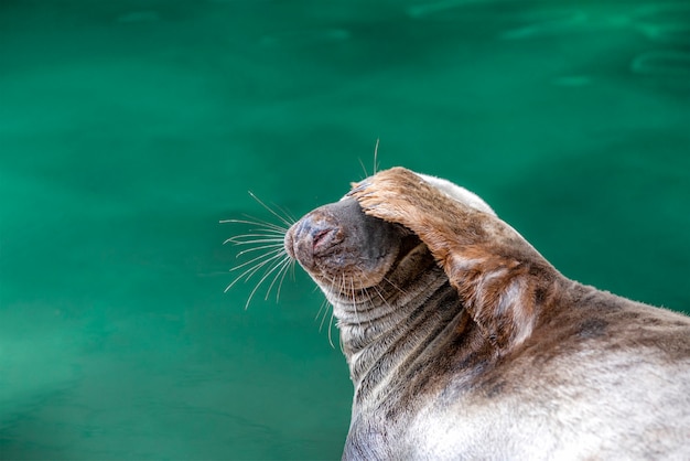 La foca sdraiata vicino all'acqua si copriva gli occhi con la zampa su uno sfondo verde