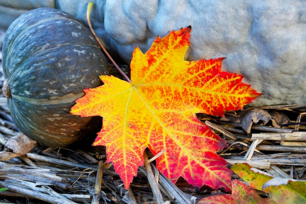 la foglia d'acero rosso-gialla autunnale giace su un fieno sullo sfondo di zucche blu