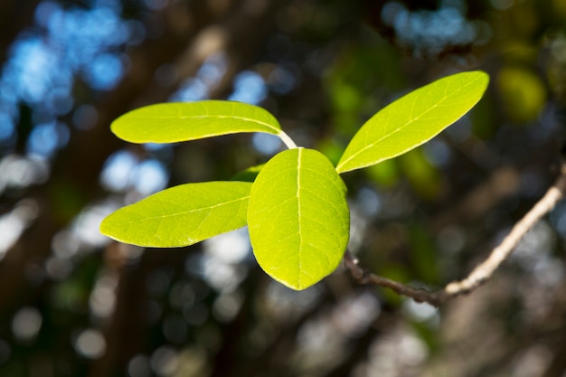 La foglia dell'albero feijoa Acca sellowiana. Foglia verde dell'albero da frutto ACCA su un ramo in una giornata di sole, all'inizio della primavera