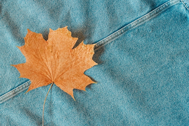 La foglia di acero asciutta di autunno si trova su denim blu.