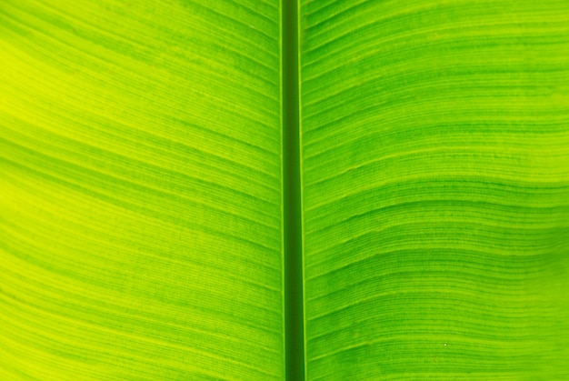 La foglia di banana verde fresca può essere utilizzata per gli sfondi.
