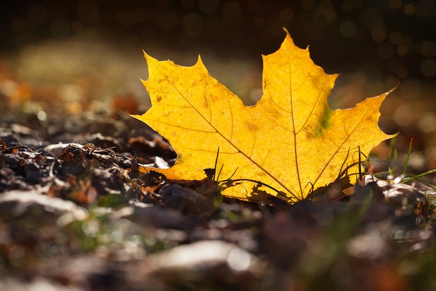 La foglia gialla autunnale giace sulla terra in raggi di sole