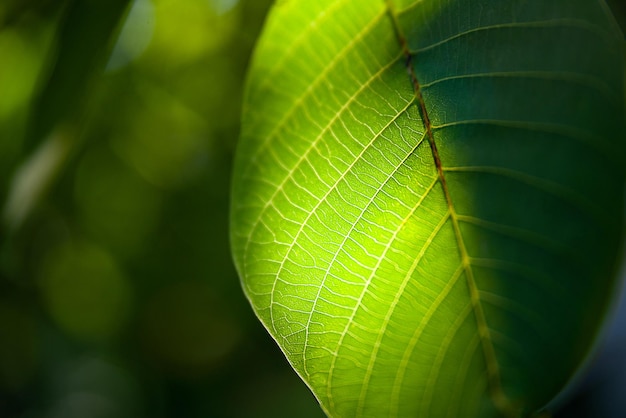 La foglia verde risplende attraverso il fuoco selettivo della luce solare Carta da parati creativa