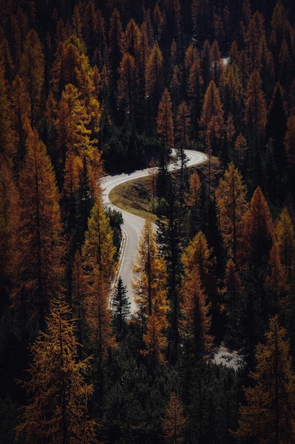 La foresta autunnale rossa più bella del mondo