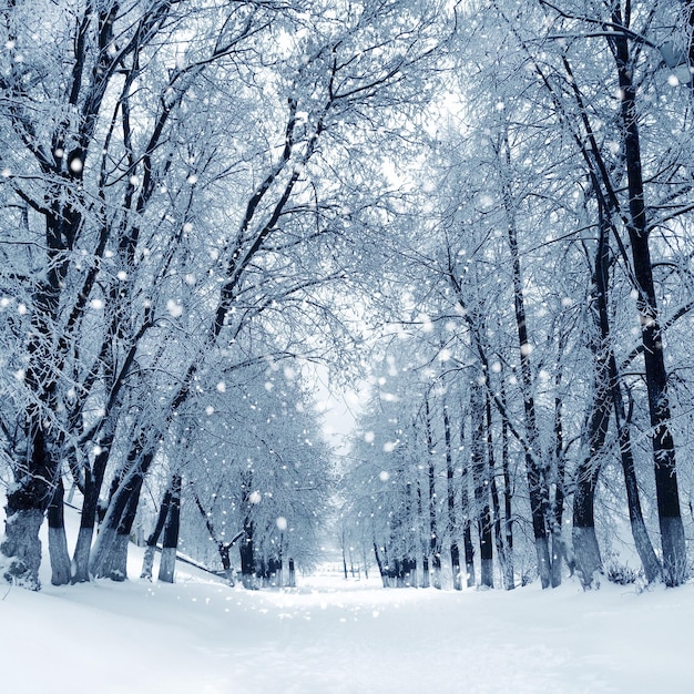 La foresta del paesaggio nevoso invernale