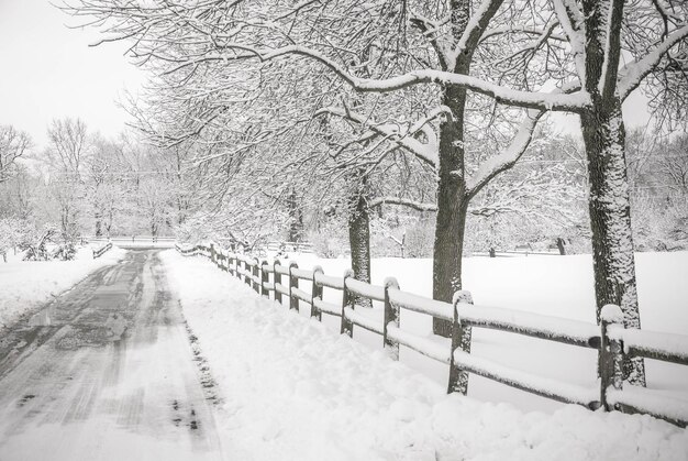 La foresta del paesaggio nevoso invernale