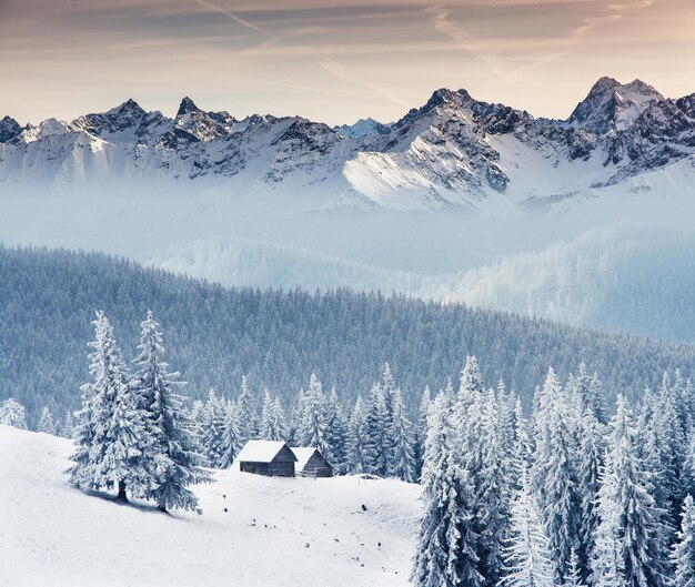 La foresta del paesaggio nevoso invernale