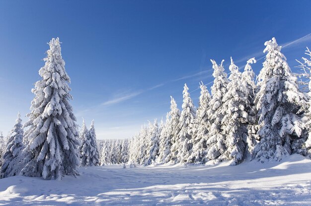 La foresta del paesaggio nevoso invernale