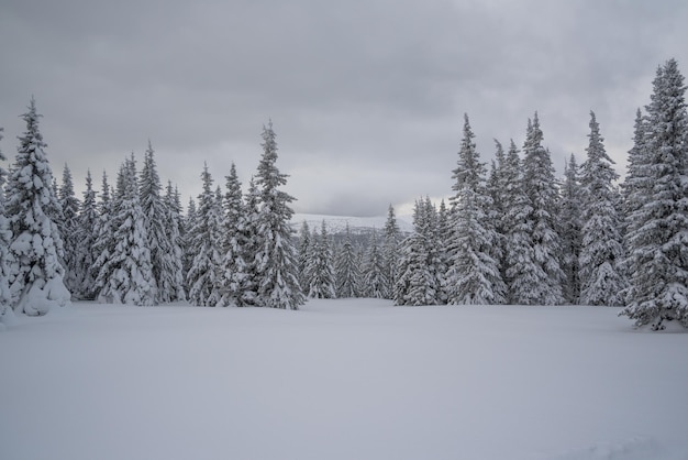 La foresta del paesaggio nevoso invernale