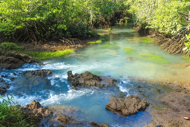 La foresta della mangrovia e un fiume abbelliscono a Krabi, Tailandia.