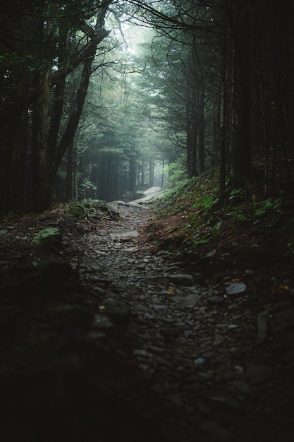 La foresta della natura immagini foresta verde immagini