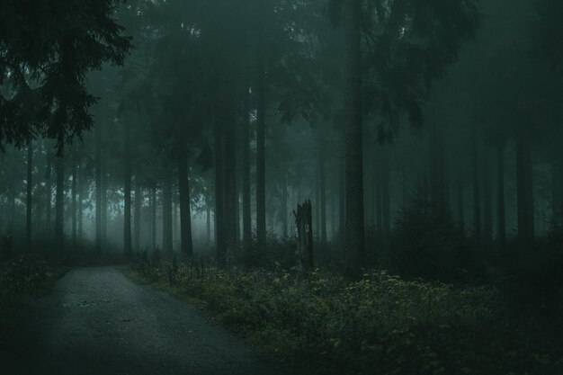 La foresta della natura immagini foresta verde immagini