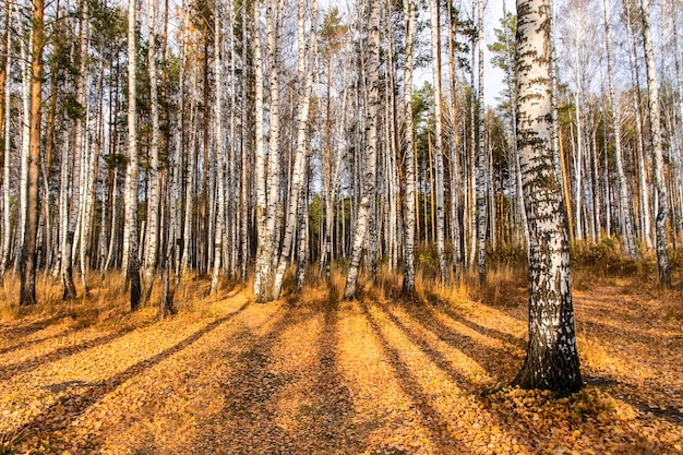 La foresta di autunno con le foglie cadute e le ombre degli alberi abbelliscono lo sfondo naturale